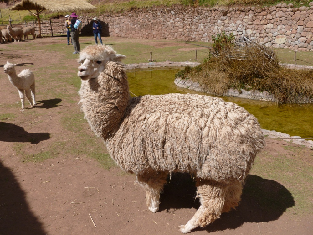 Alpaca 1