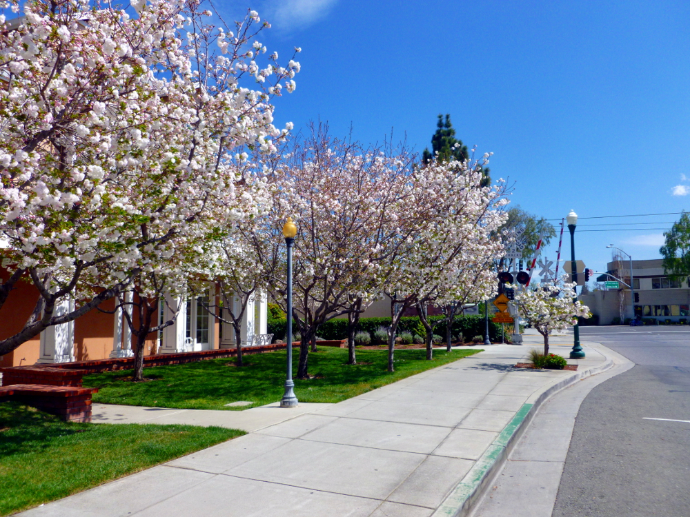 Blossoming tree lined street