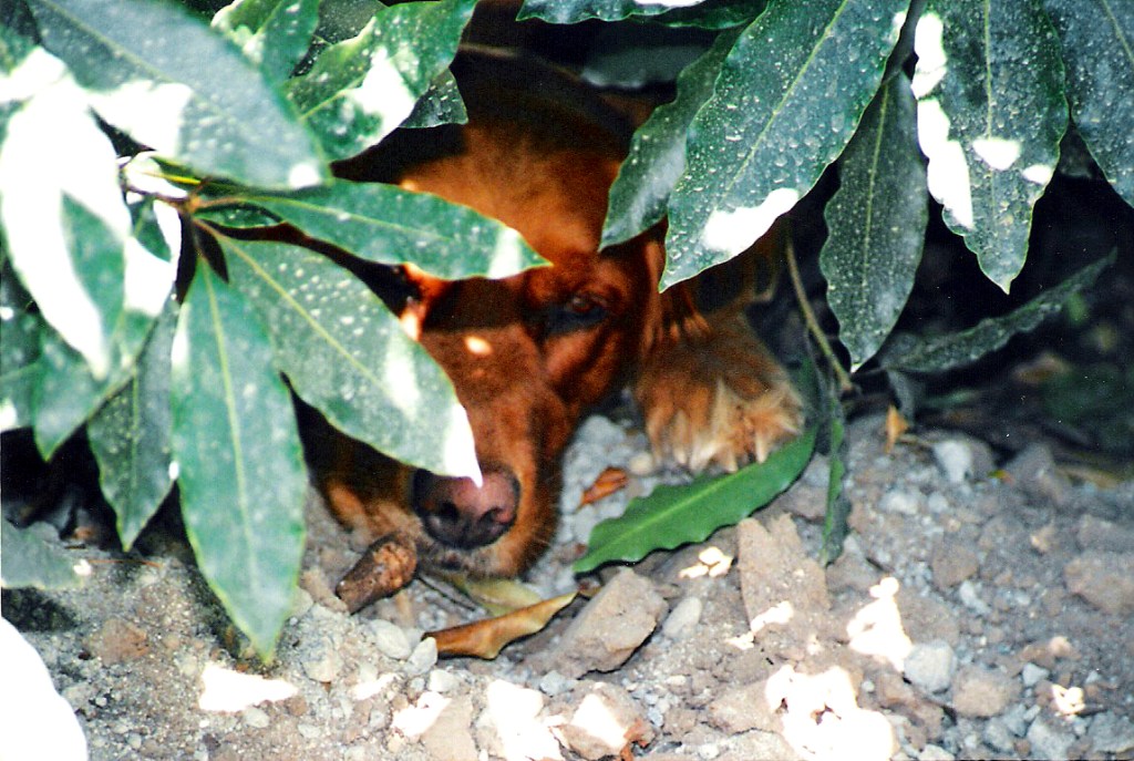 It's cool under this  bush