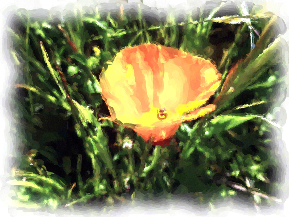 Poppy_Painting enhanced