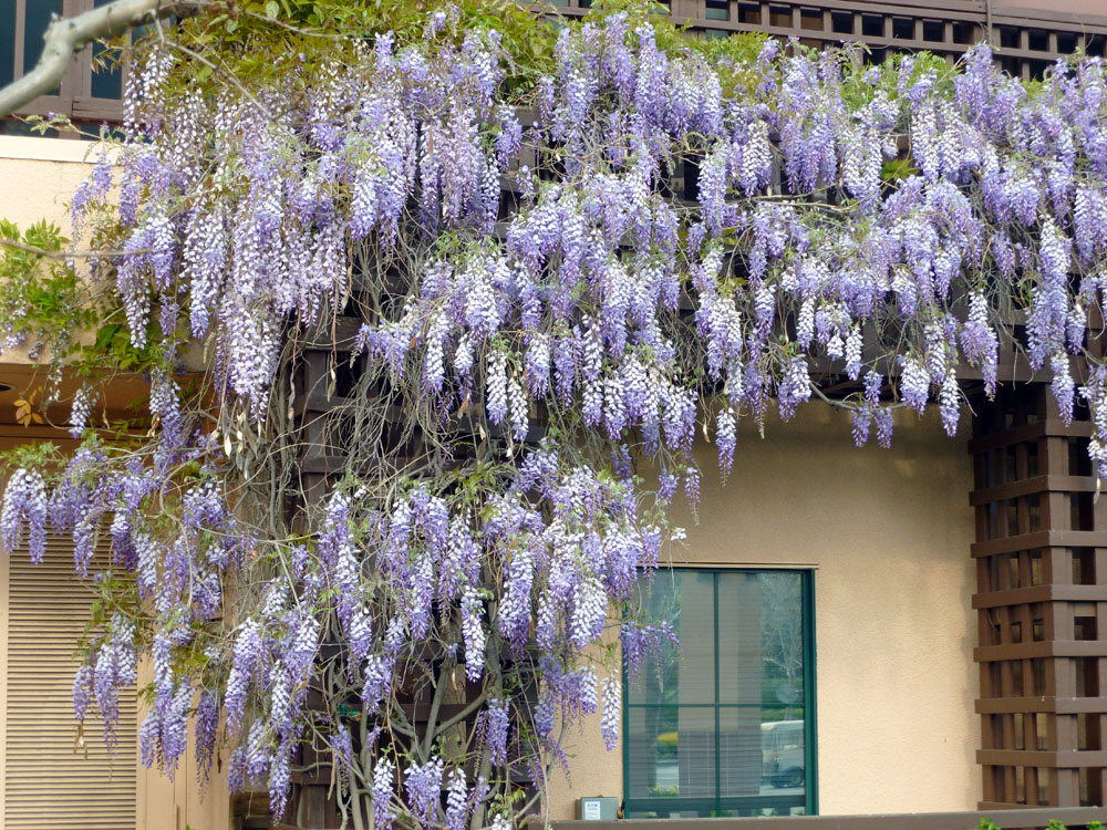 Wysteria