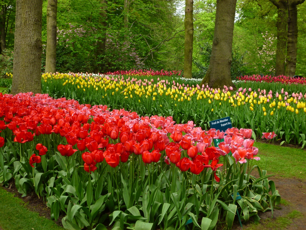 A symphony of colors 2