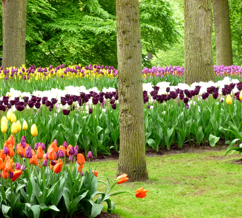 A symphony of colors