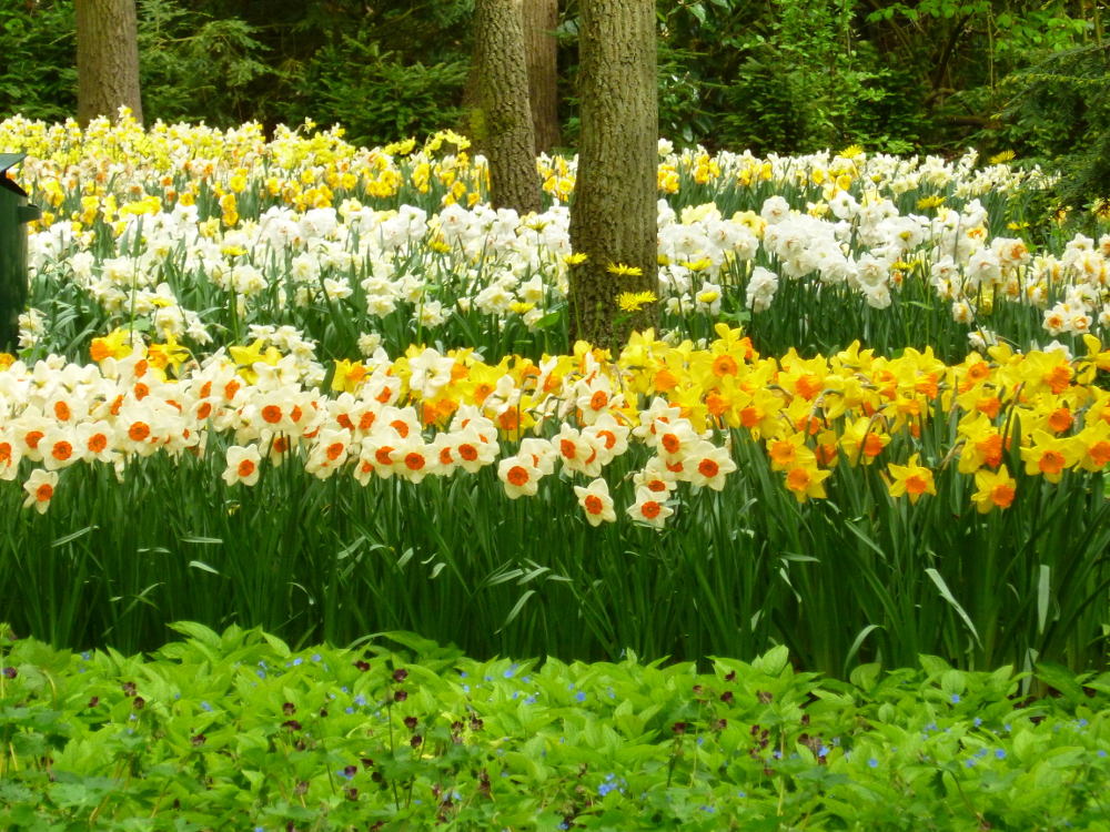 A symphony of yellow