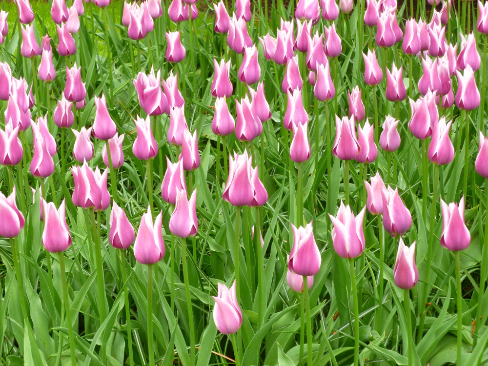 Ballade tulips 1