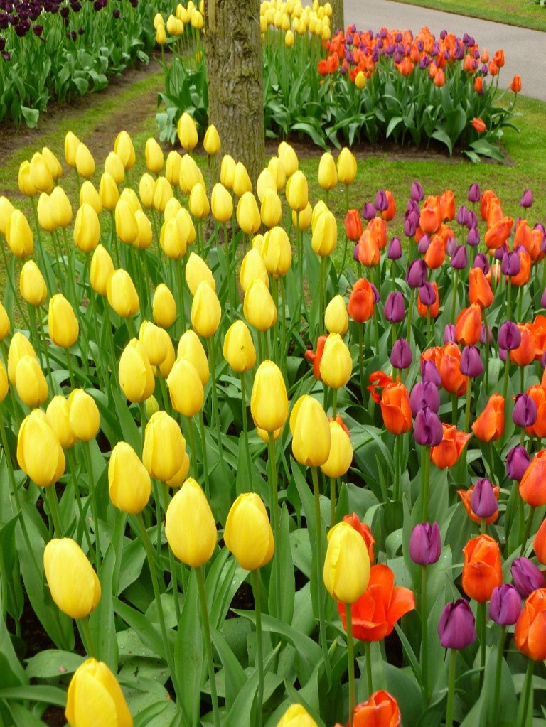 Orange and purple and yellow 2