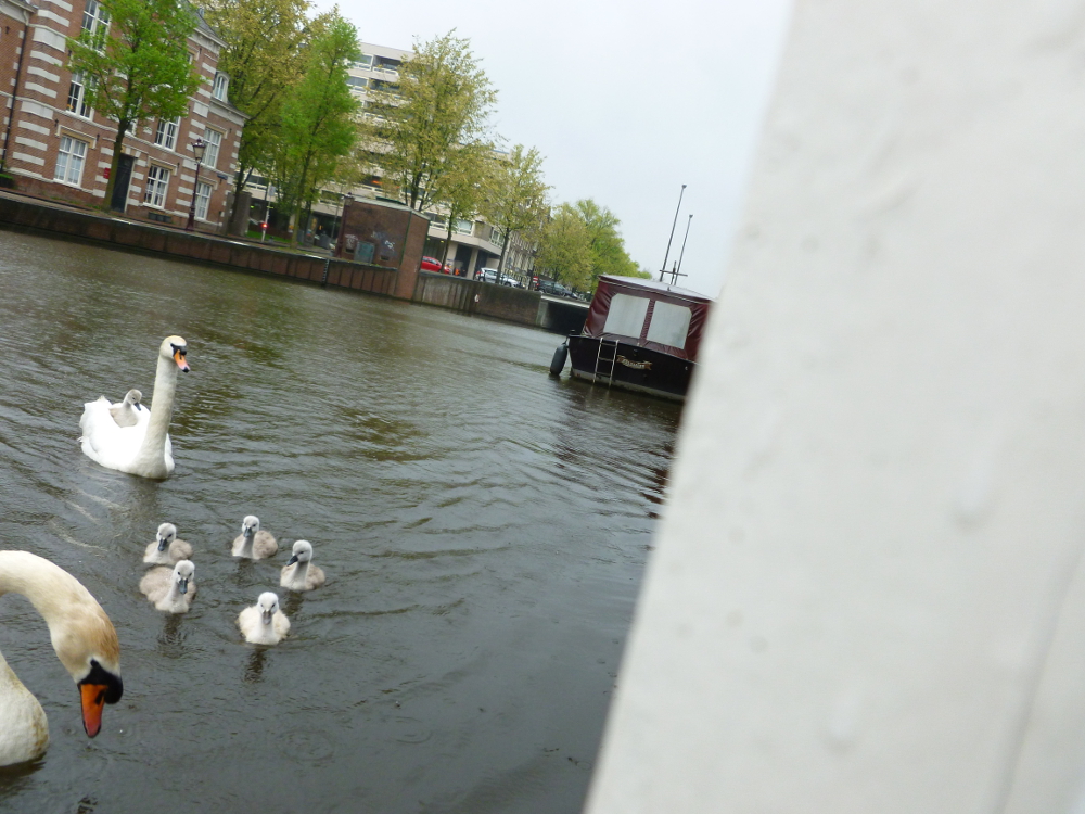 The Swans of Keizergracht 2