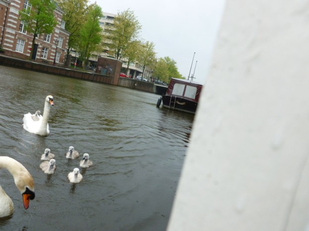 The Swans of Keizergracht 2