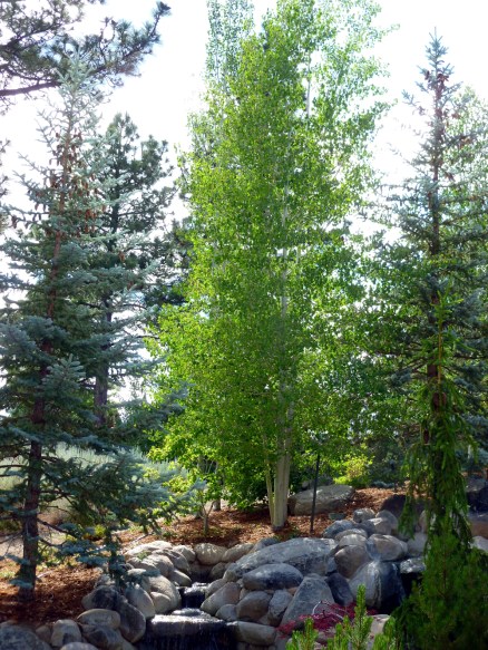 Montreaux Golf and Country Club, Reno, Nevada