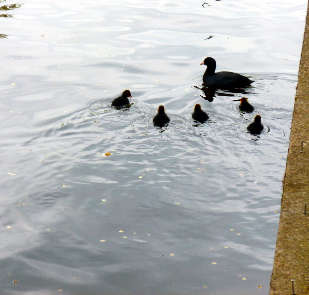 Life viewed from the houseboat 5