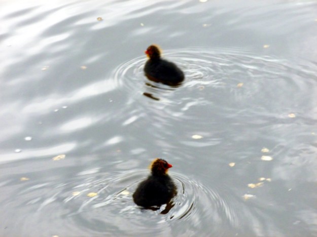 Life viewed from the houseboat 6