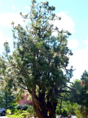 Pine tree in front of the club house.