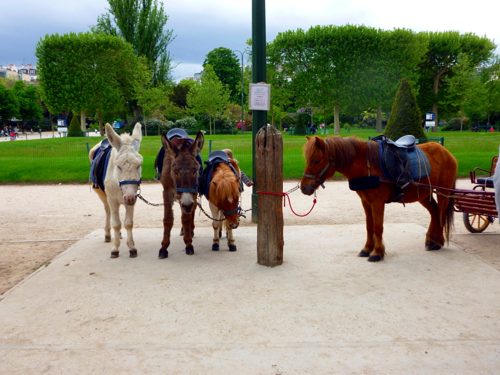 Small horses in Champs de Mars