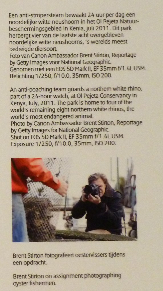 White rhino description