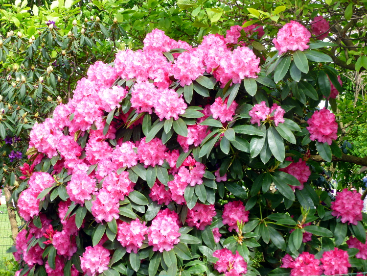 Flowers in the Champs de Mars park