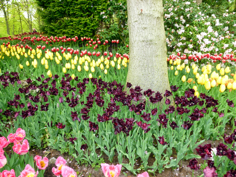 Dark purple and others