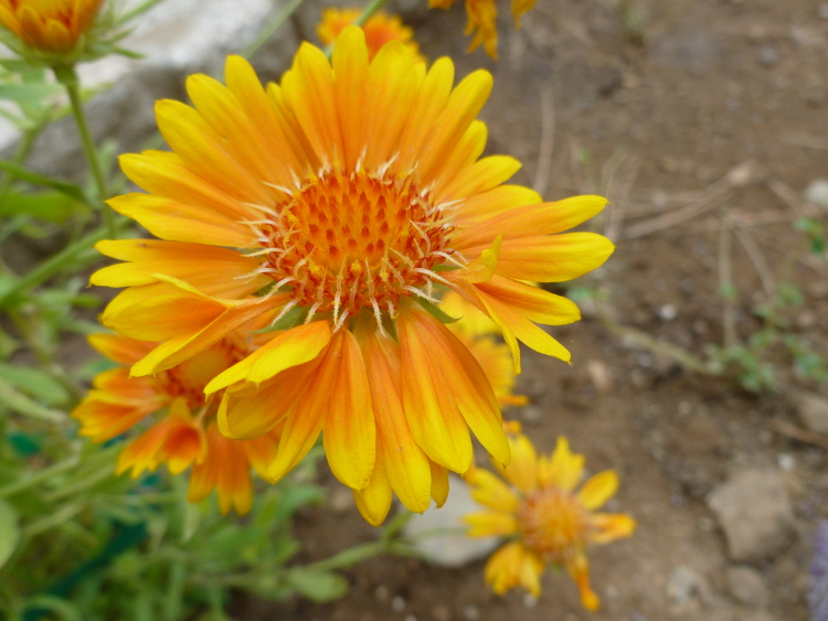 Orange flower unenhanced