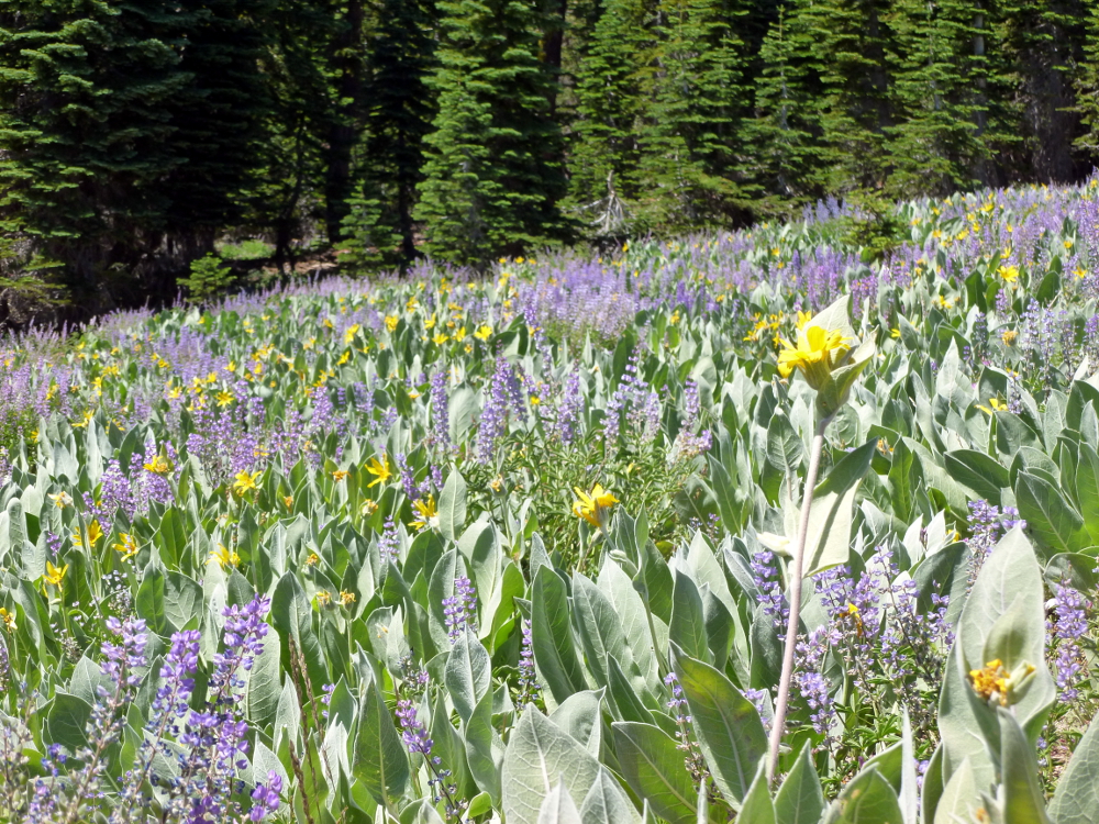 Wildflowers, Alpine Meadows, 2011