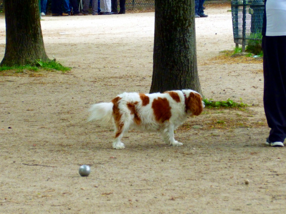 Un chien is a lot like a dog.