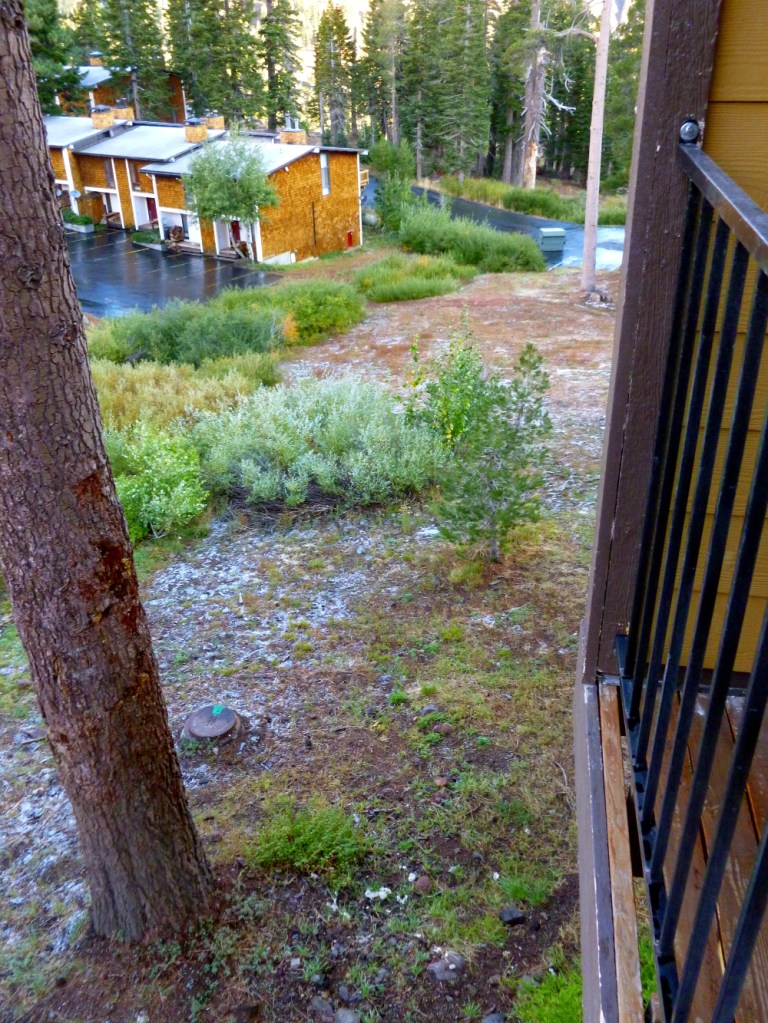 Second snow Alpine Meadows