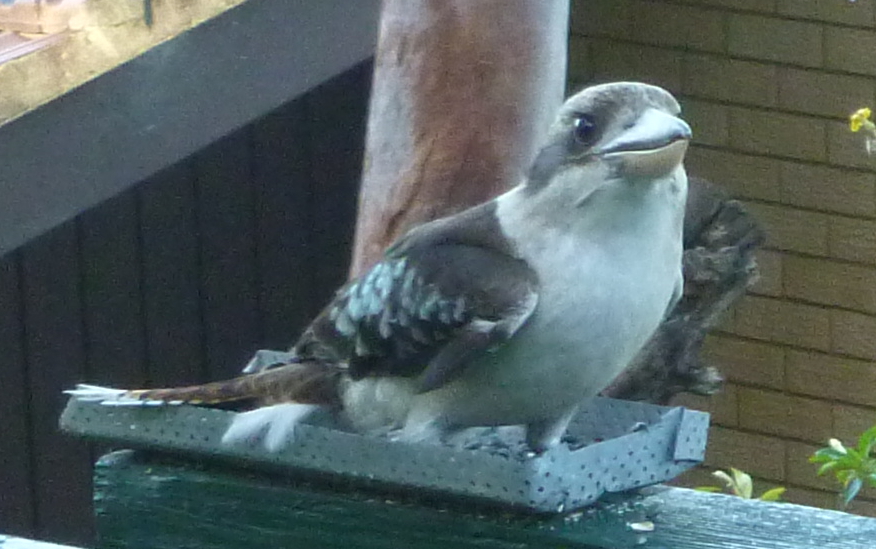Kookaburra close up