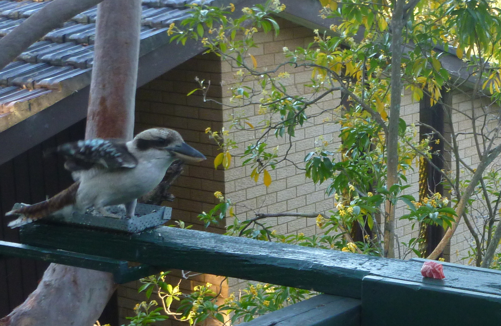 Kookaburra coming in to feed