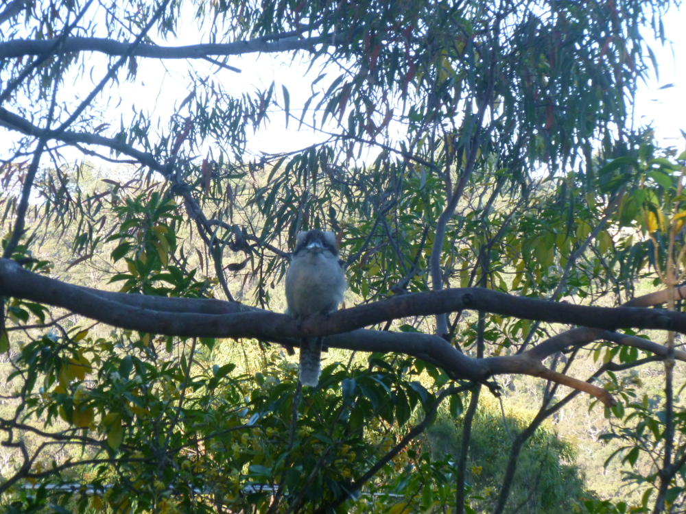 Kookaburra waiting for dinner