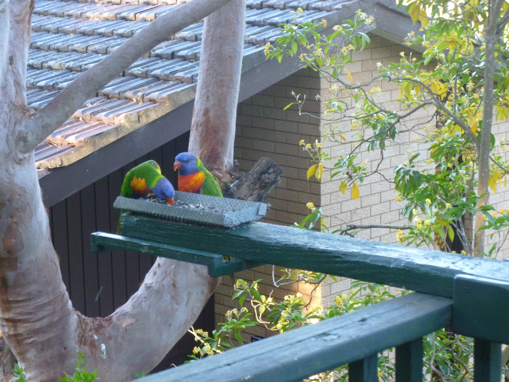Rainbow lorikeets
