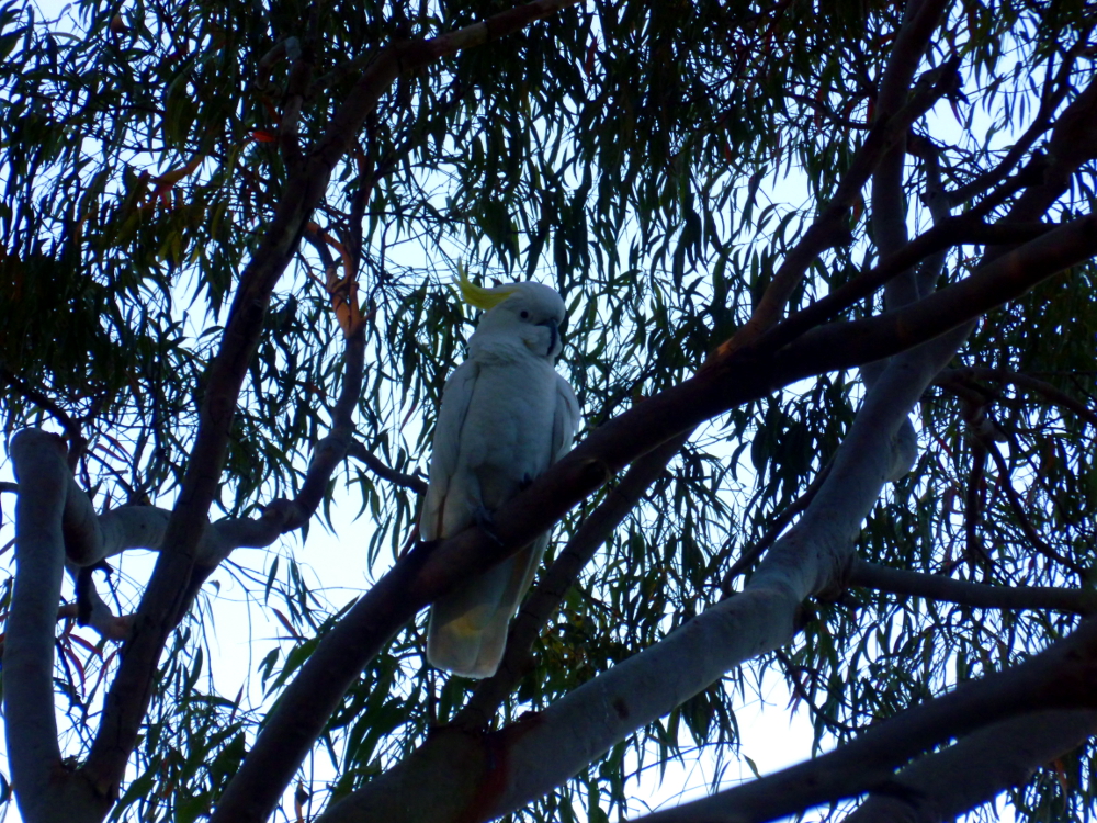 Sulphur-crested cockatoo low in the pecking order has to wait