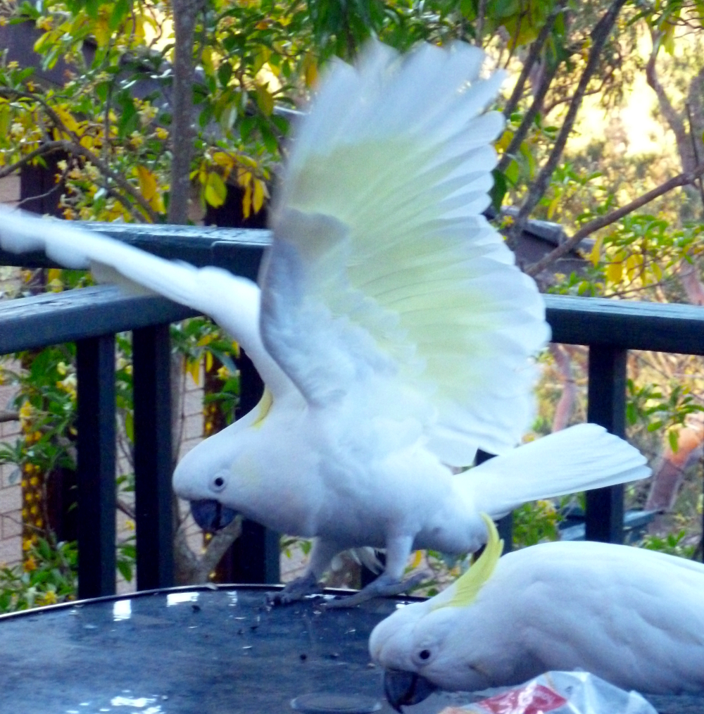 Sulphur-crested cockatoo wings of yellow