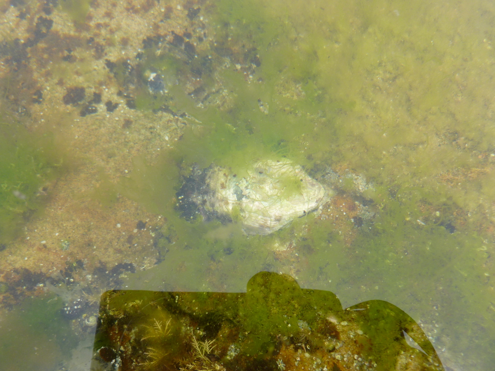 An oyster in the rock pool