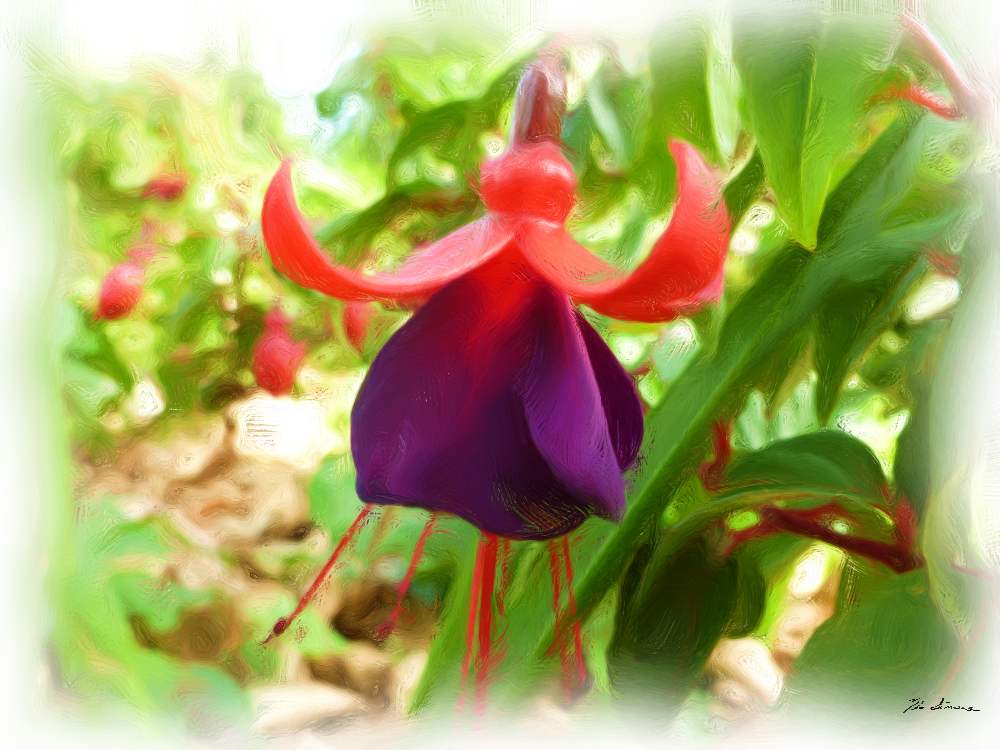 Royal Botanical Gardens, Sydney