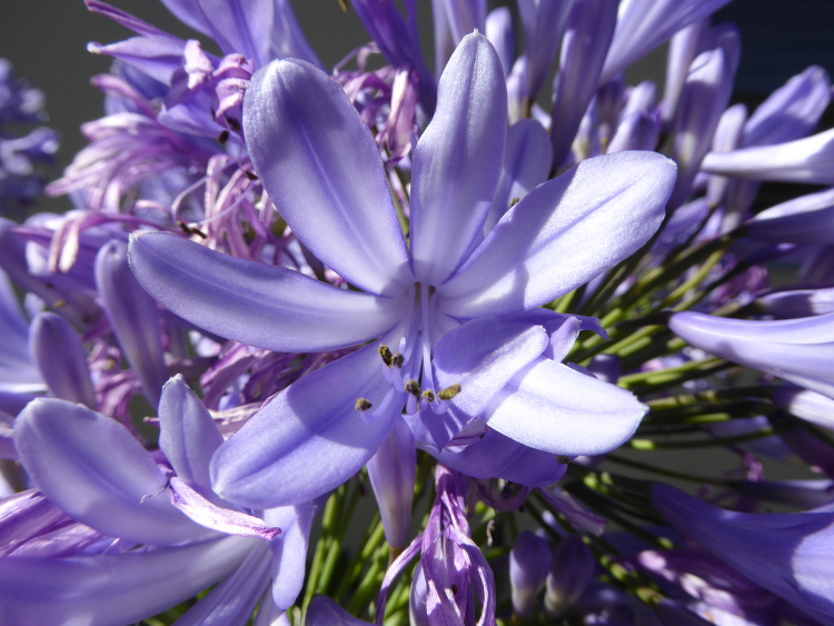 agapanthus-flower-Panasonic