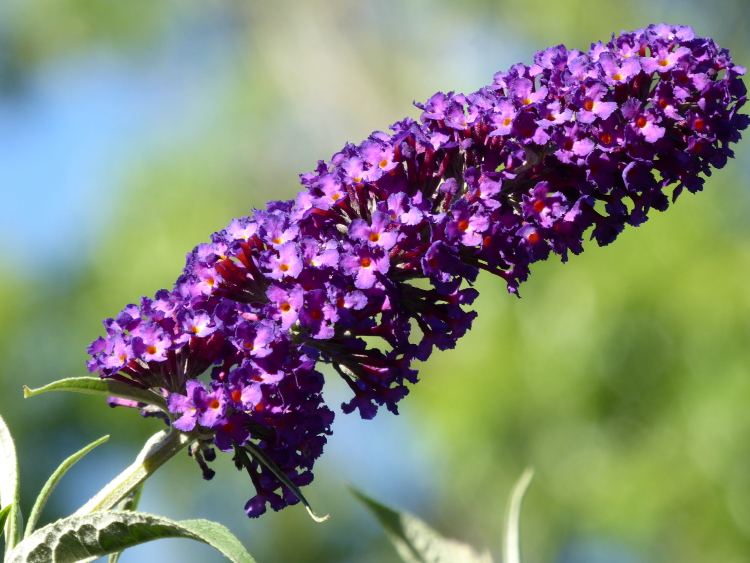 butterfly-bush-flower