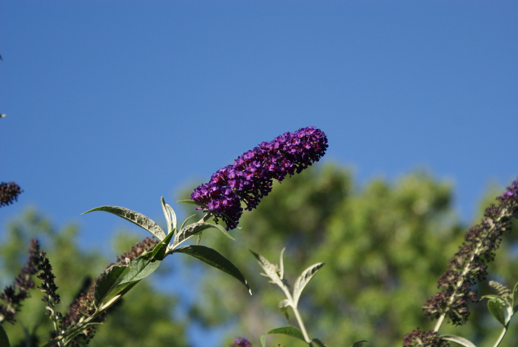 SONY-DSC300-butterfly-bush