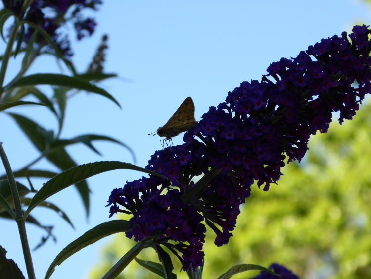 butterfly-butterfly-bush-flower