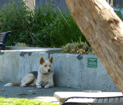 dog-in-Hayes-valley-san-francisco