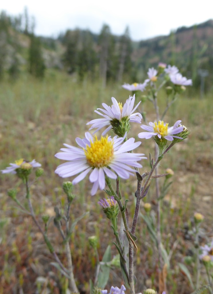 Sierra-Wildflowers