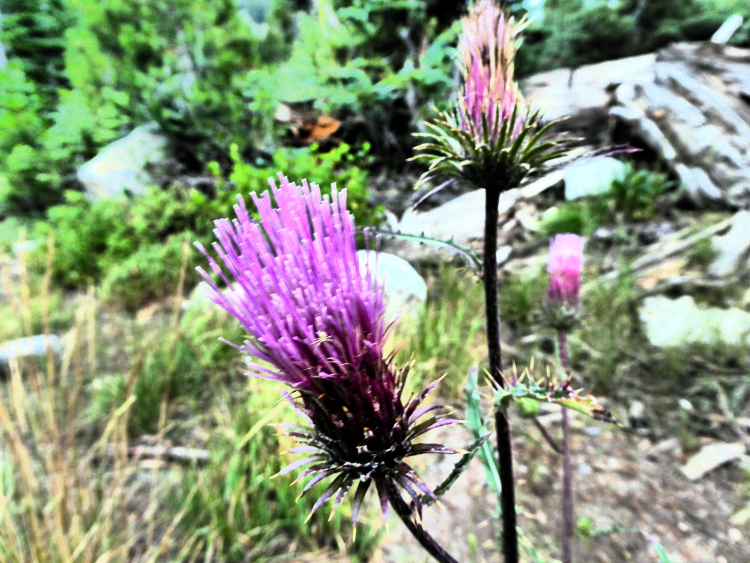 thistle-wildflower-wordless-wednesday