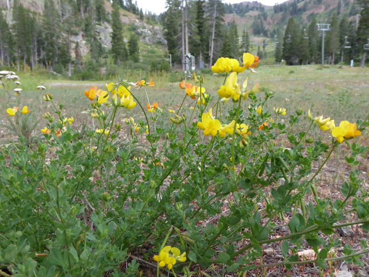 yellow-wildflowers-wordless-wednesday