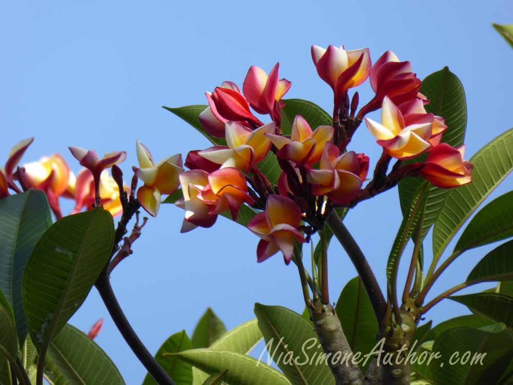 Bali-flowers-1
