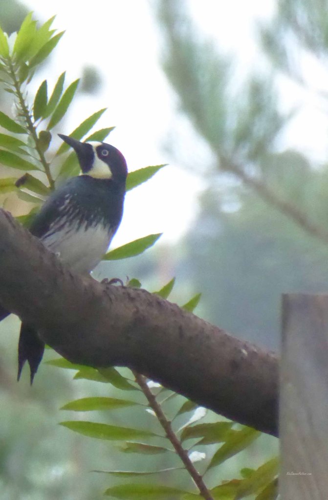 Here is my left profile