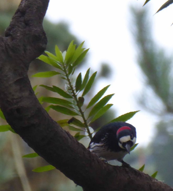 Look at my crowning glory.