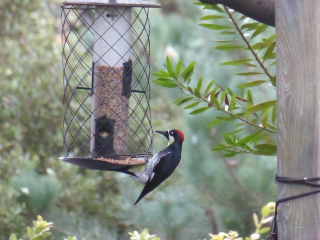 Finally I get to eat, and you get to see my red head.