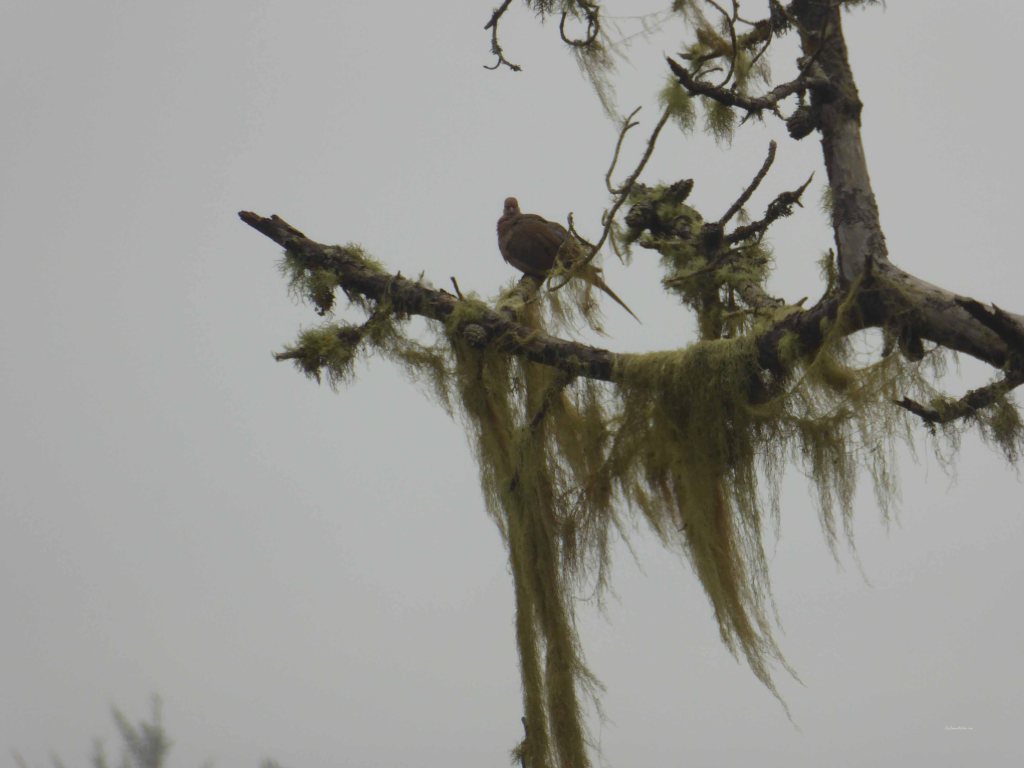 Mendocino-bird-life-15