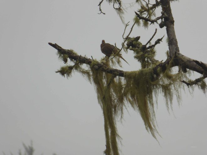 Mendocino-bird-life-15