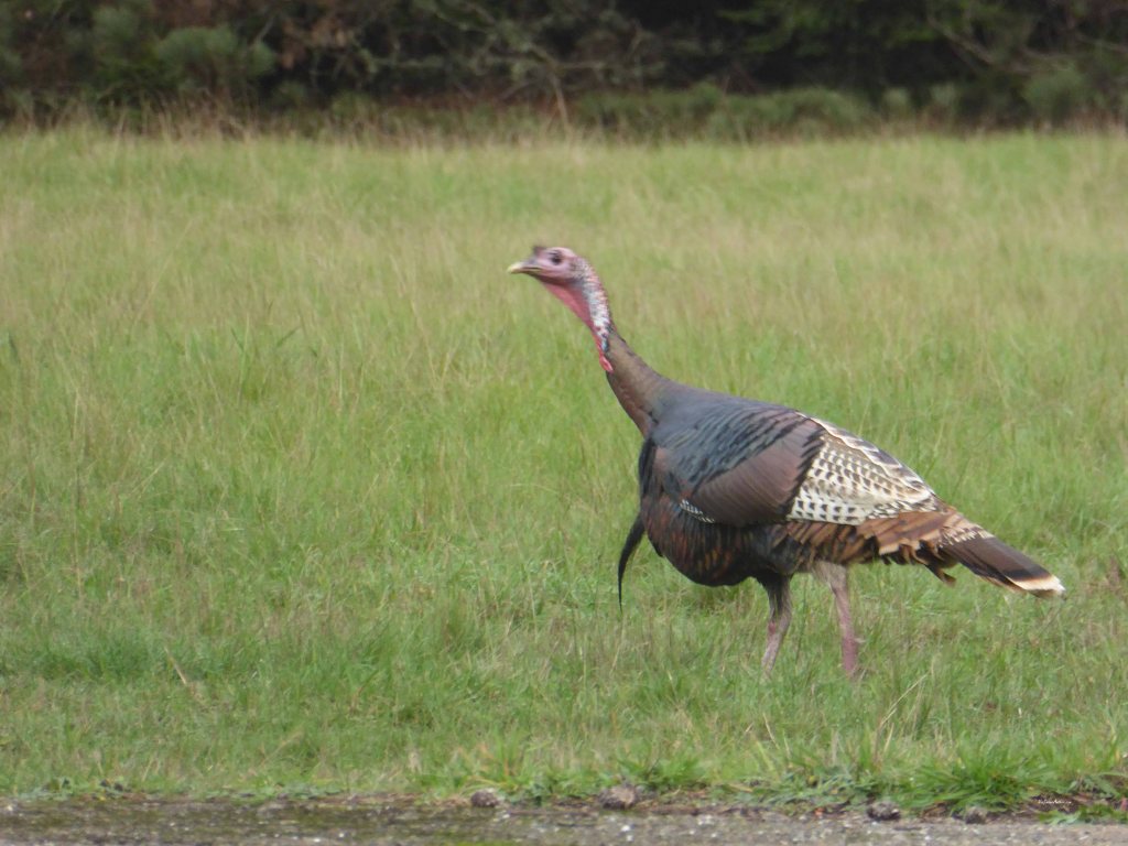 Mendocino-bird-life-2