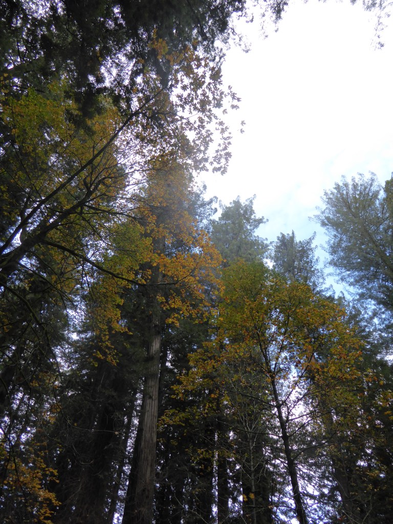 Avenue of the Giants, Humboldt County California