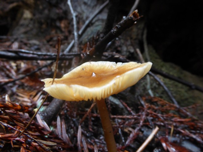 A mushroom in Avenue of the Giants