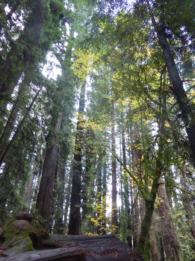 Avenue of the Giants, Humboldt California